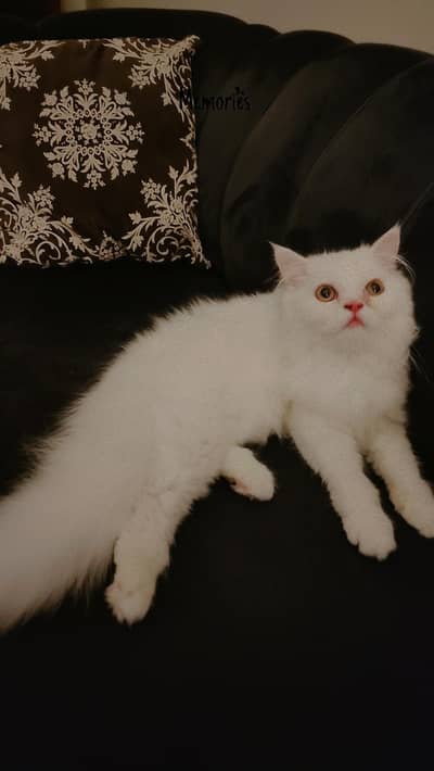 4.5 Months Old White Persian Male Kitten