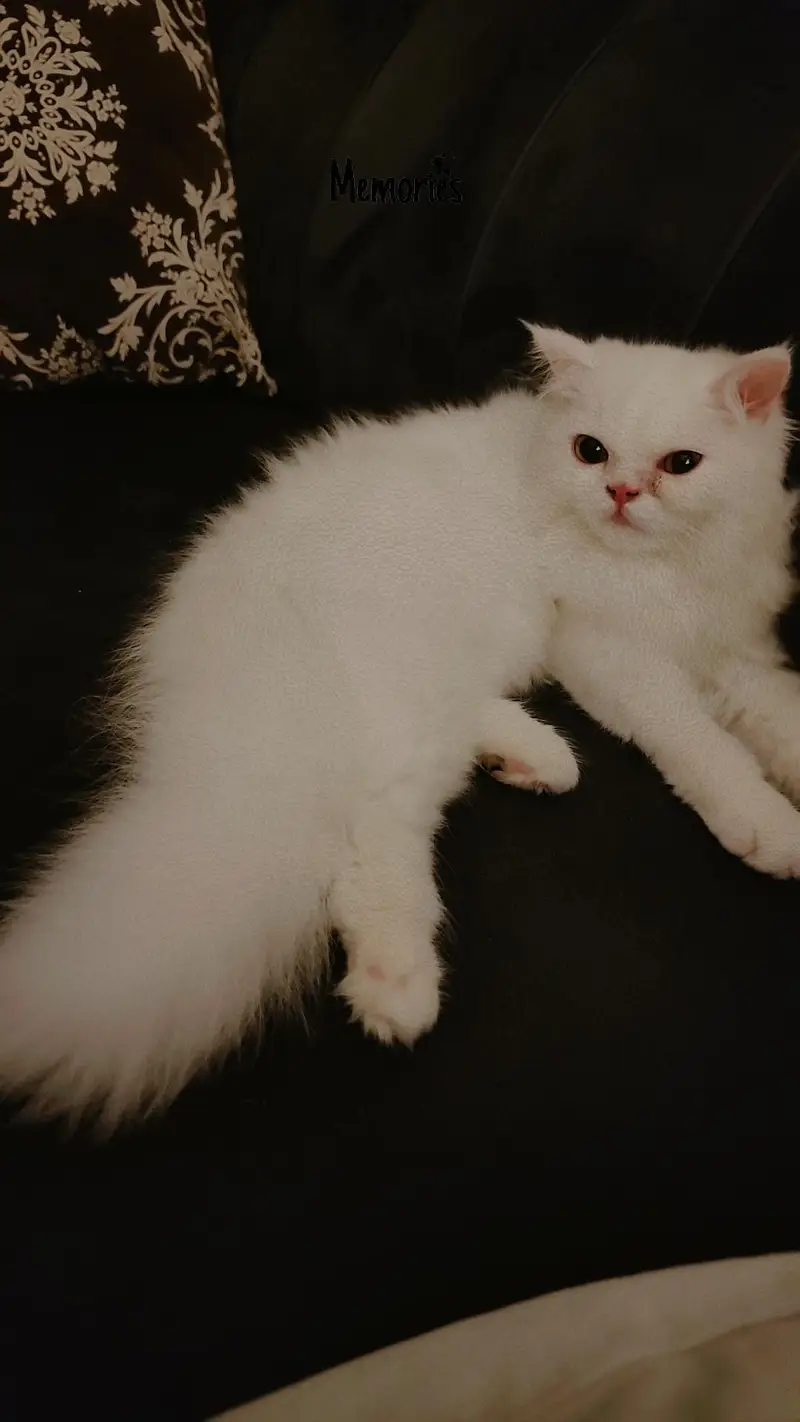 4.5 Months Old White Persian Male Kitten — photo 2
