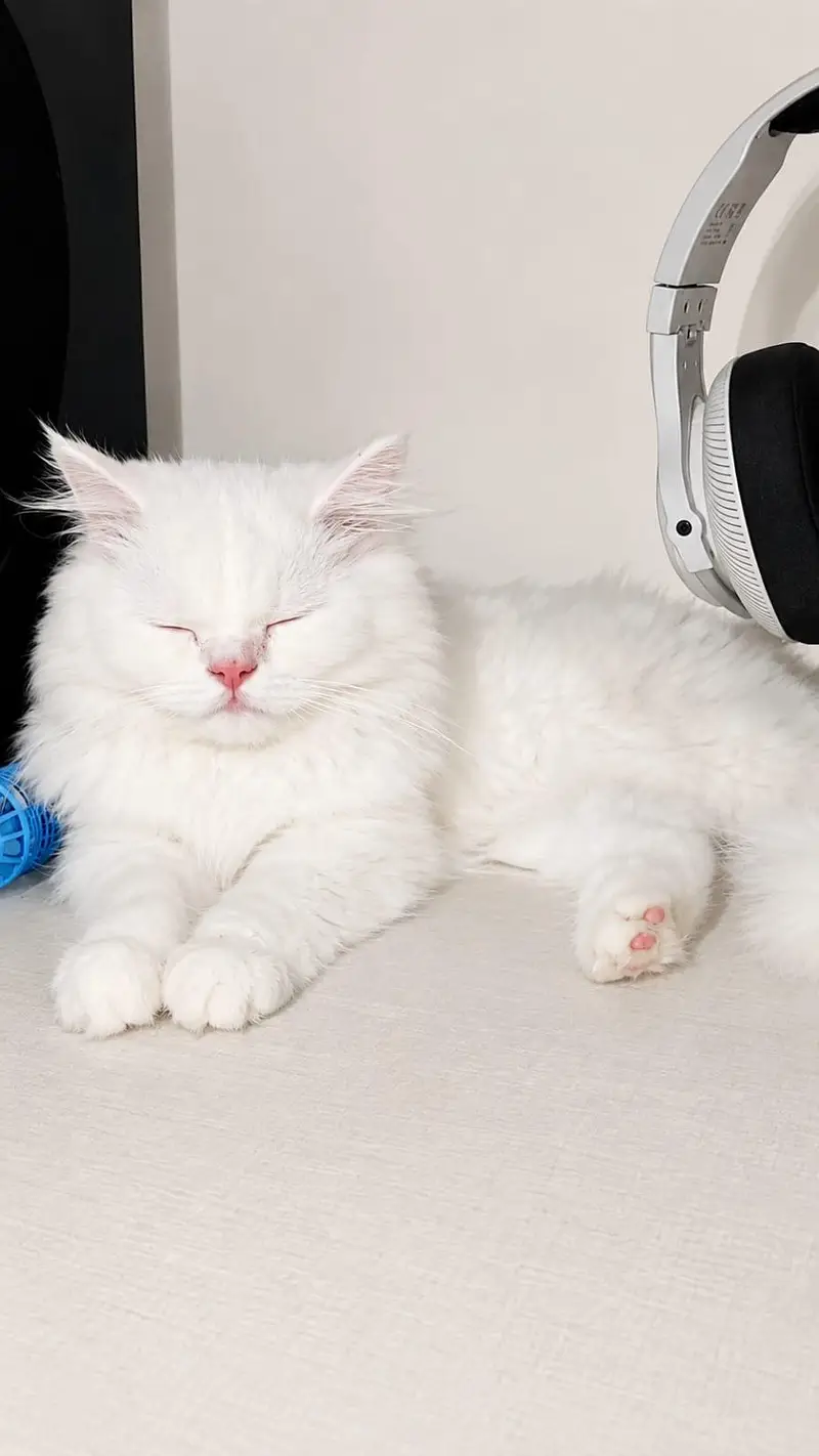 4.5 Months Old White Persian Male Kitten — photo 3