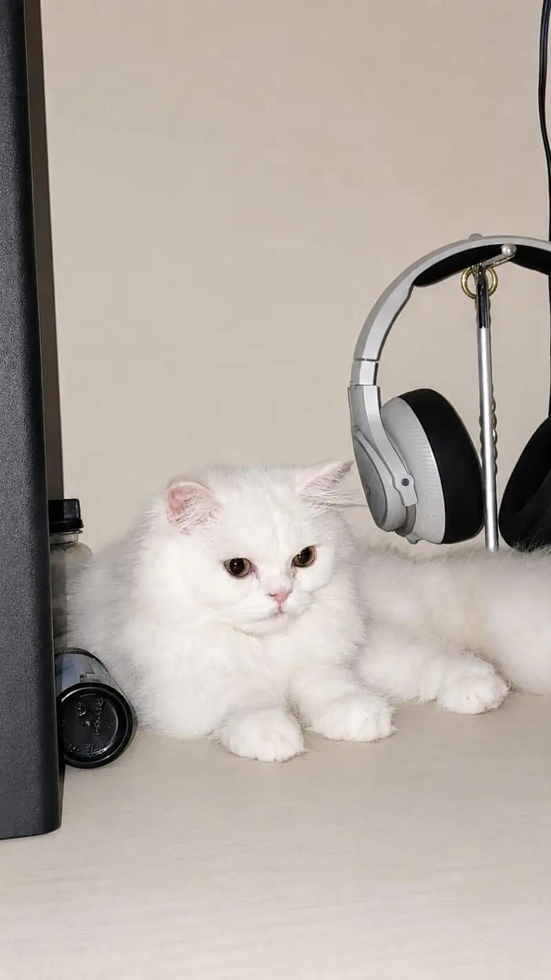 4.5 Months Old White Persian Male Kitten — photo 4
