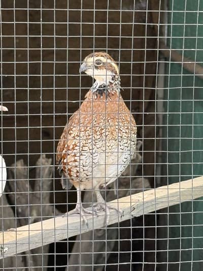 Bob White Quail Male