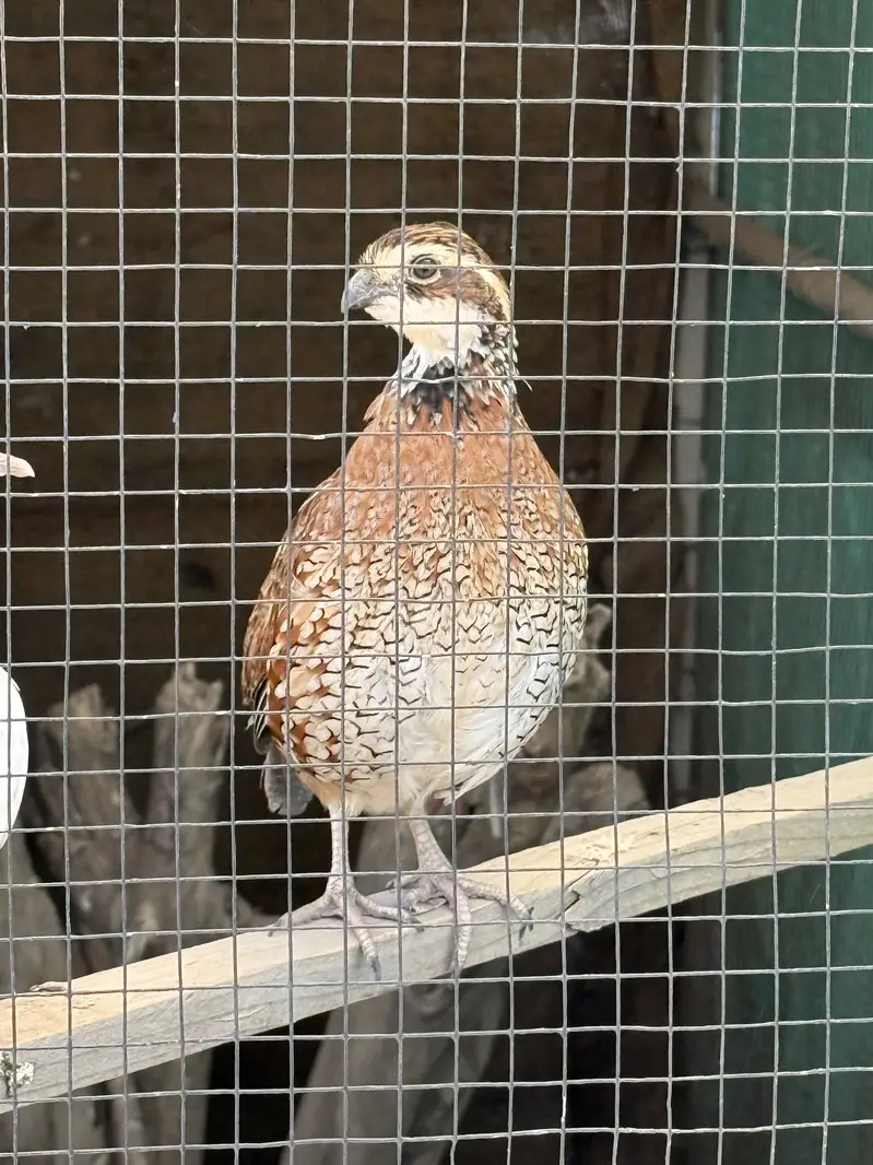 Bob White Quail Male