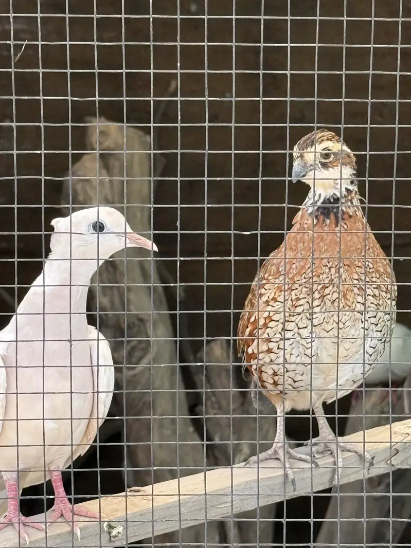 Bob White Quail Male — photo 2