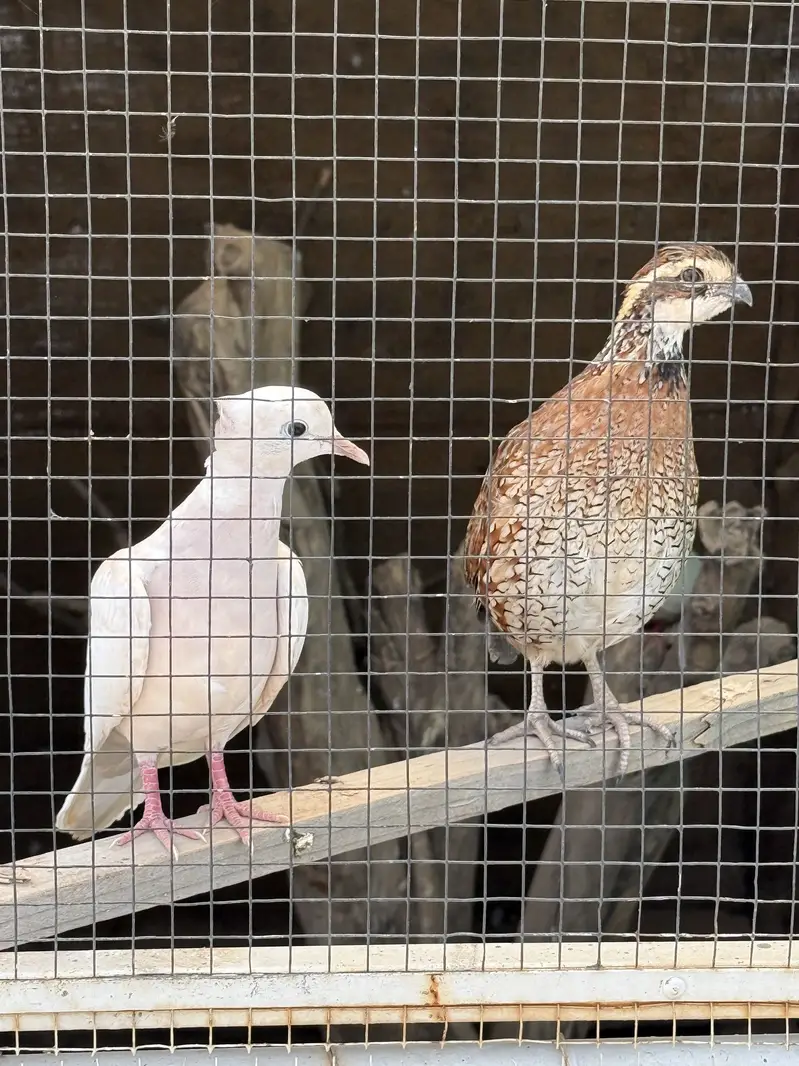 Bob White Quail Male — photo 3