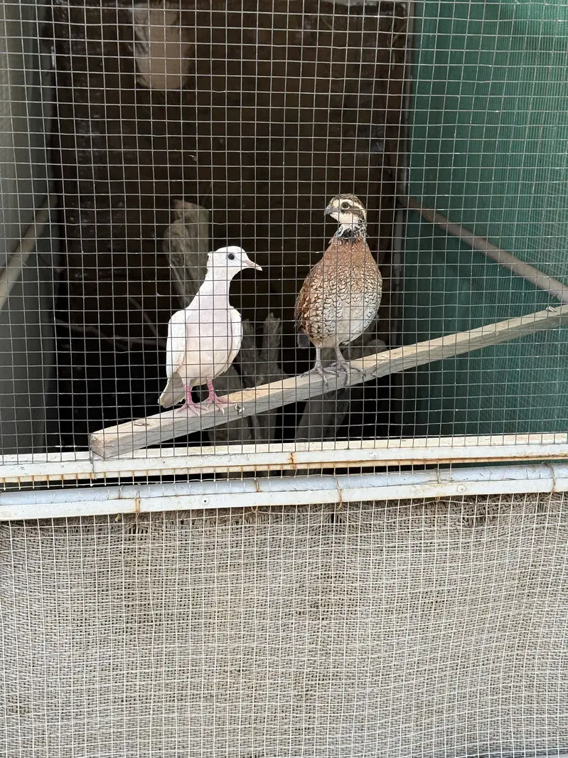 Bob White Quail Male — photo 4