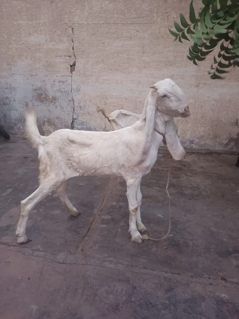 2 Bakriyan 2 dant — photo 2