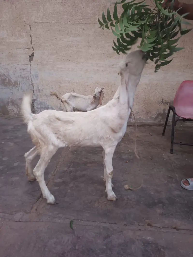 2 Bakriyan 2 dant — photo 3