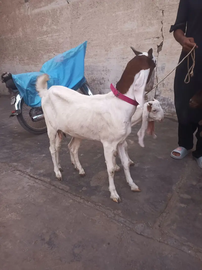 2 Bakriyan 2 dant — photo 5