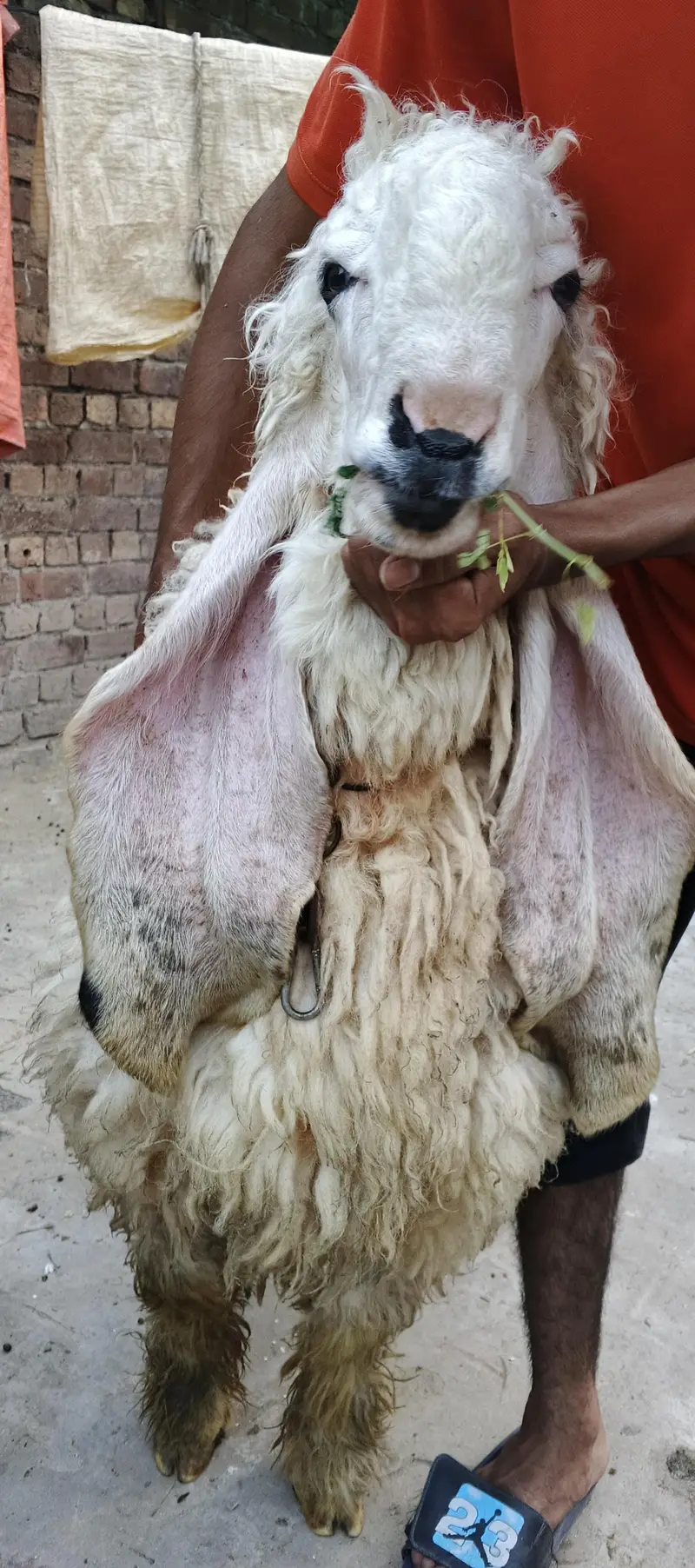 kajla chatra — photo 2