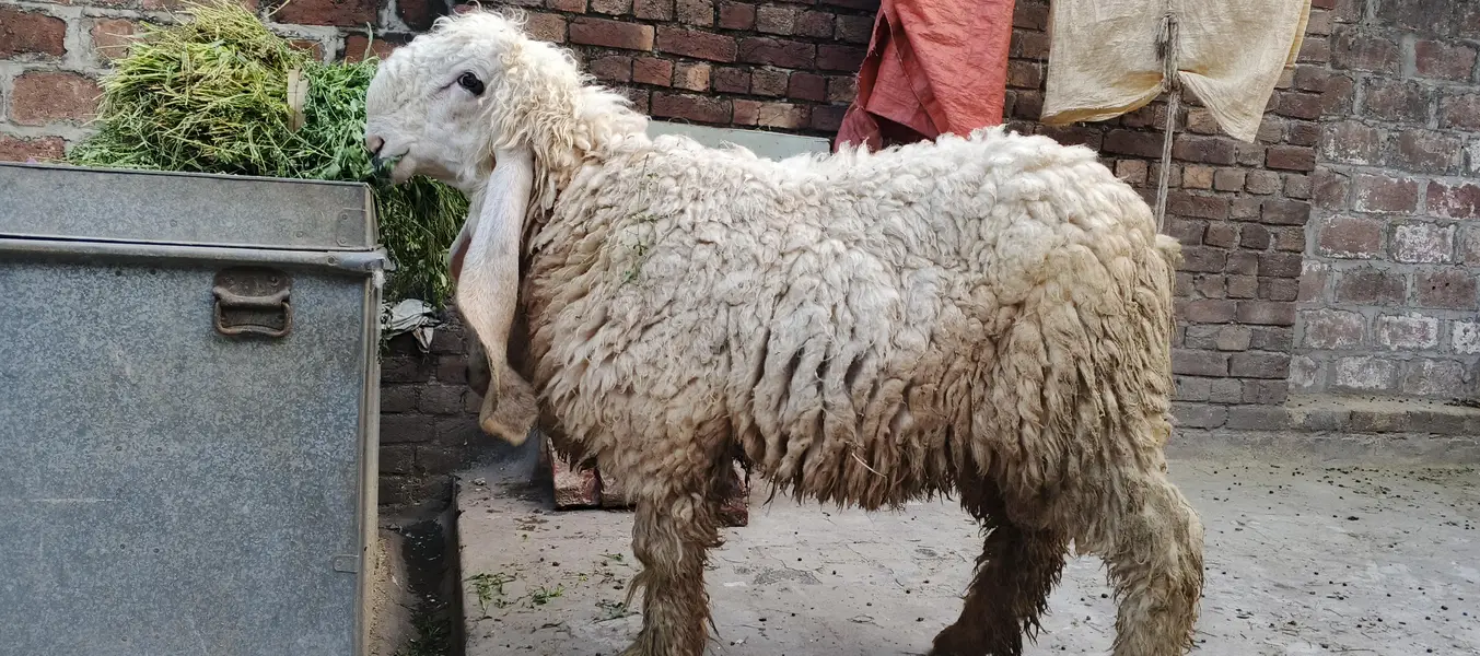 kajla chatra — photo 3