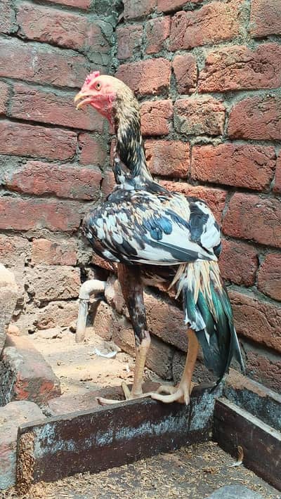 Sindhi jawa