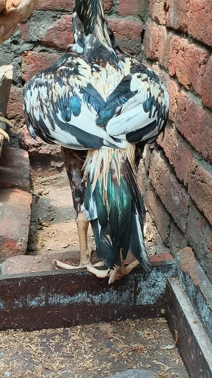 Sindhi jawa — photo 2