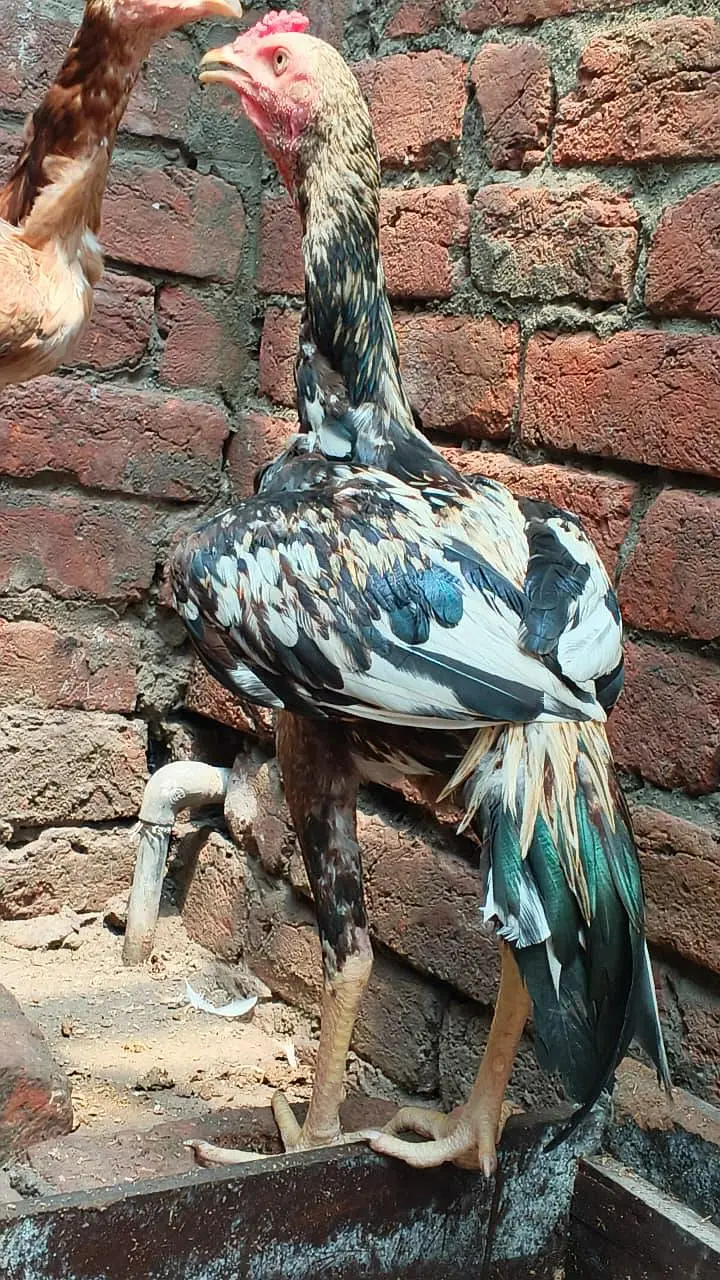 Sindhi jawa — photo 3