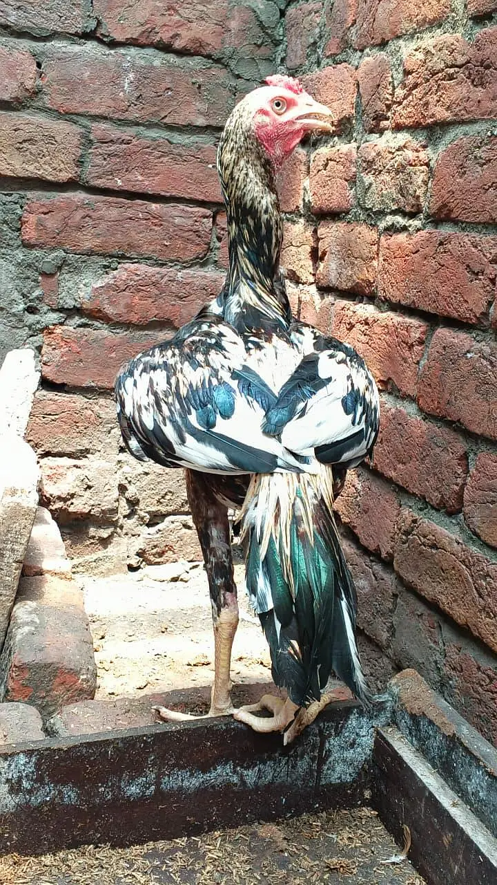 Sindhi jawa — photo 4