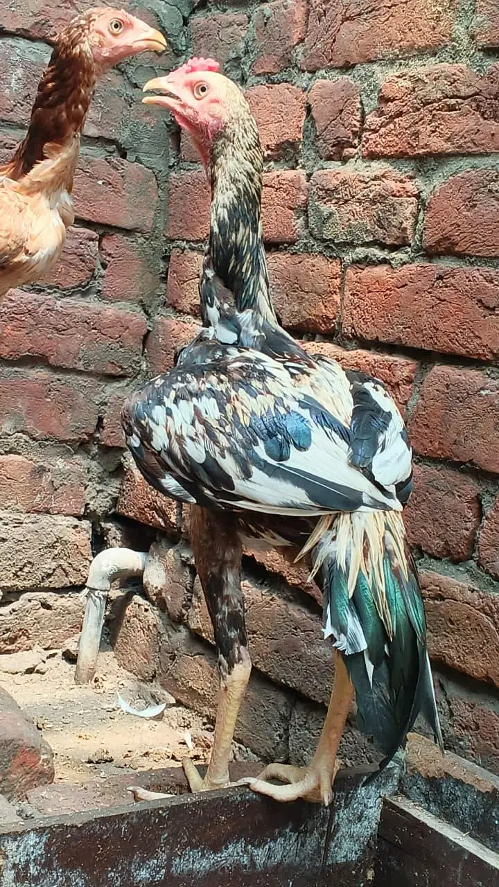 Sindhi jawa — photo 5