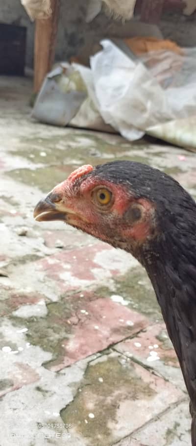 dragon fertile egg and  different birds for sale