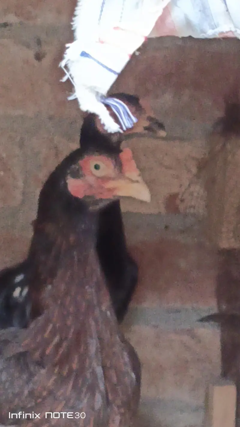 dragon fertile egg and  different birds for sale — photo 2