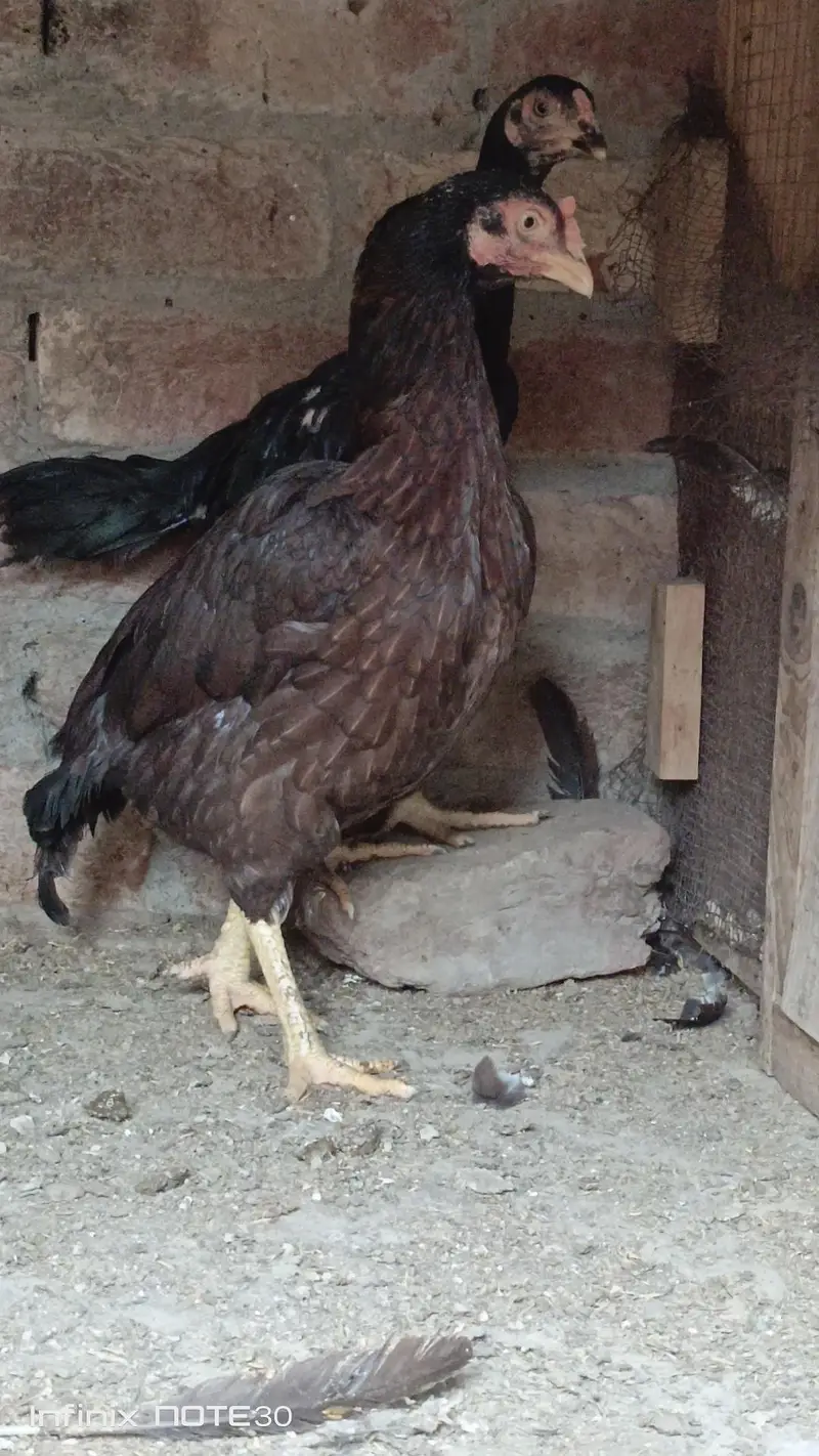 dragon fertile egg and  different birds for sale — photo 3