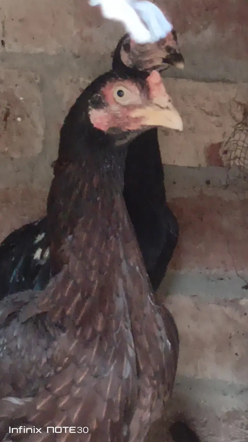 dragon fertile egg and  different birds for sale — photo 4