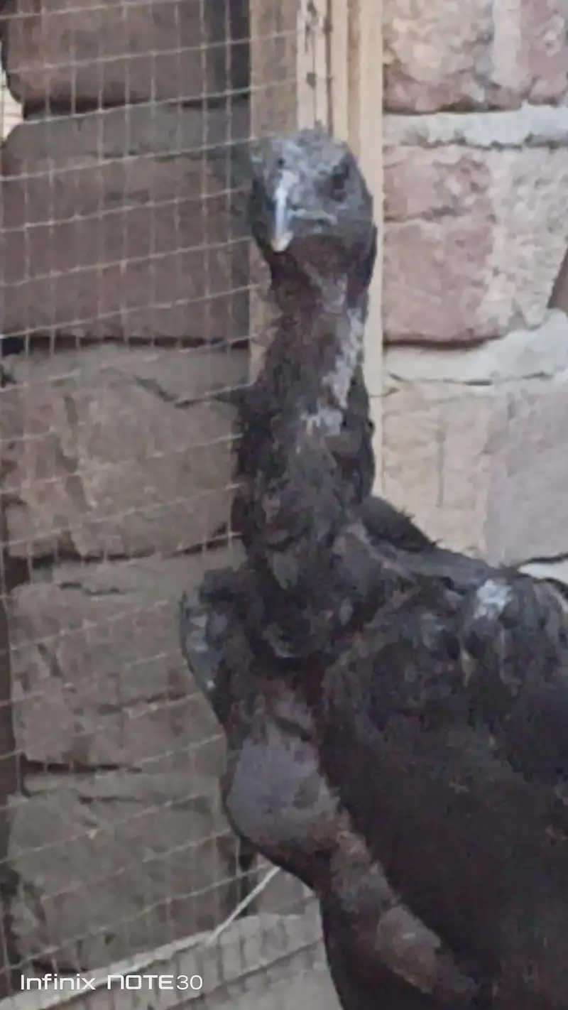 dragon fertile egg and  different birds for sale — photo 6