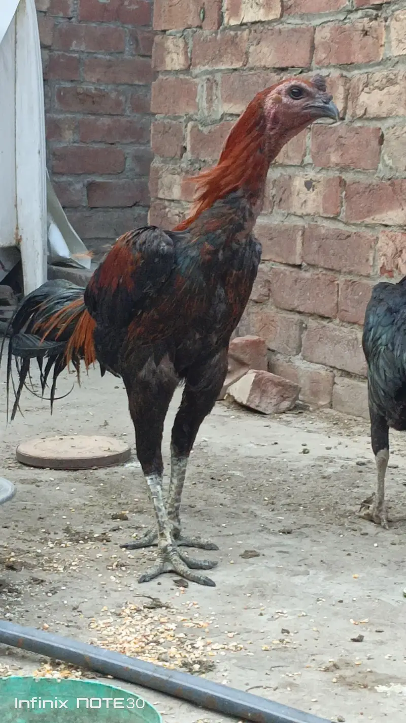 dragon fertile egg and  different birds for sale — photo 7