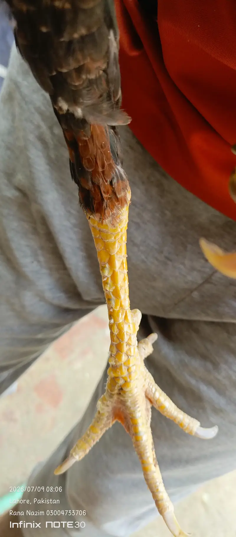 dragon fertile egg and  different birds for sale — photo 8