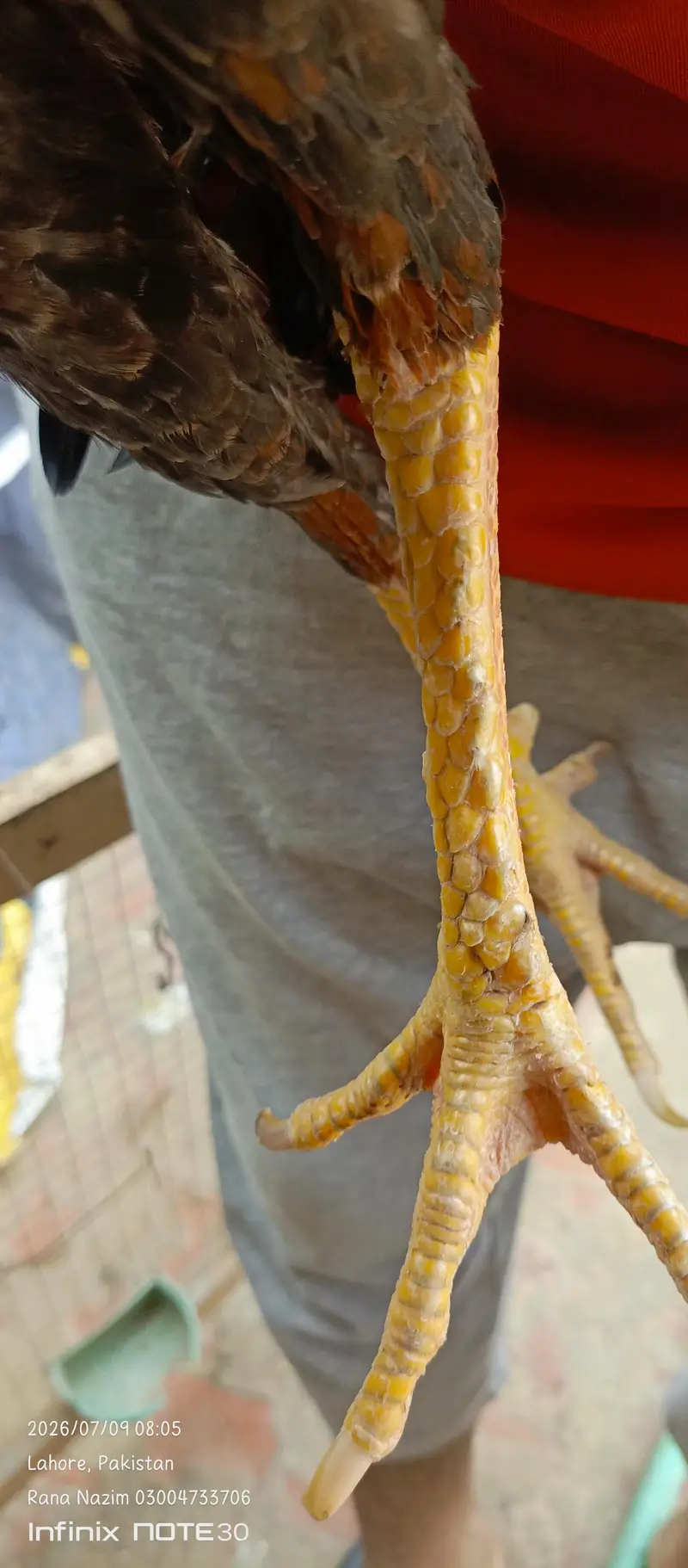 dragon fertile egg and  different birds for sale — photo 9
