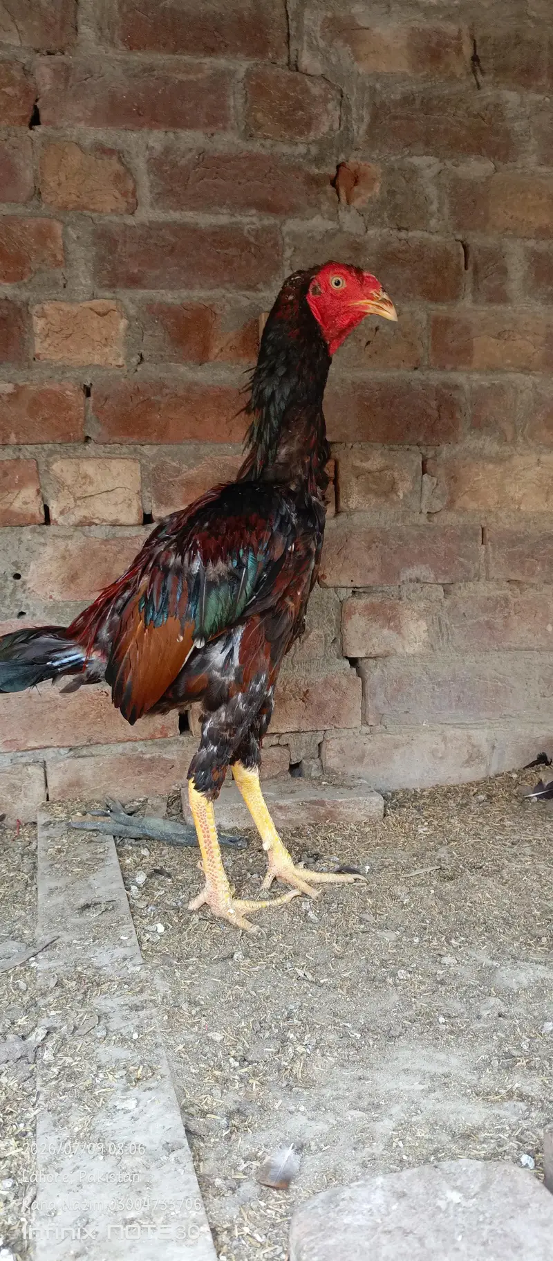 dragon fertile egg and  different birds for sale — photo 10