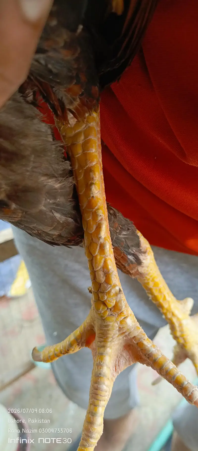 dragon fertile egg and  different birds for sale — photo 11