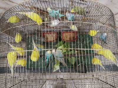 BUGGERIES PARROTS