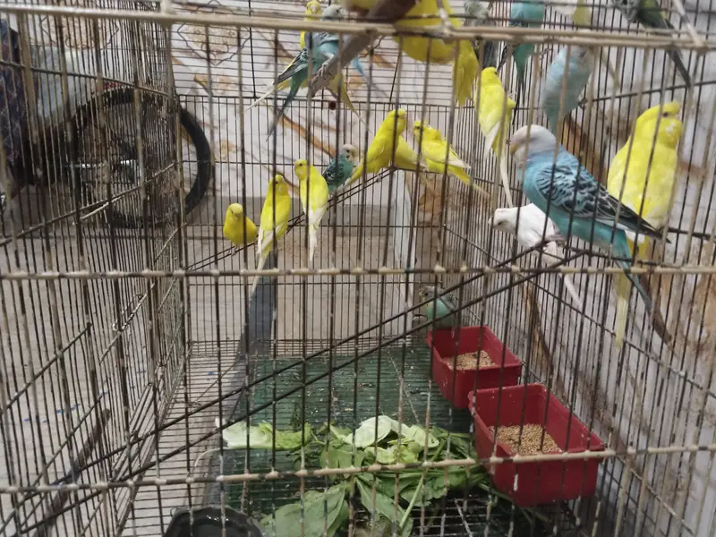 BUGGERIES PARROTS — photo 2