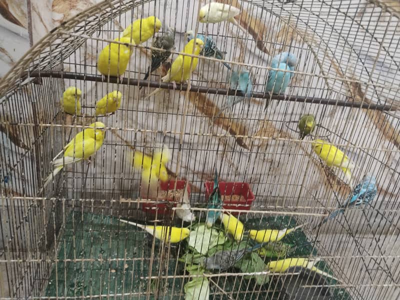 BUGGERIES PARROTS 2