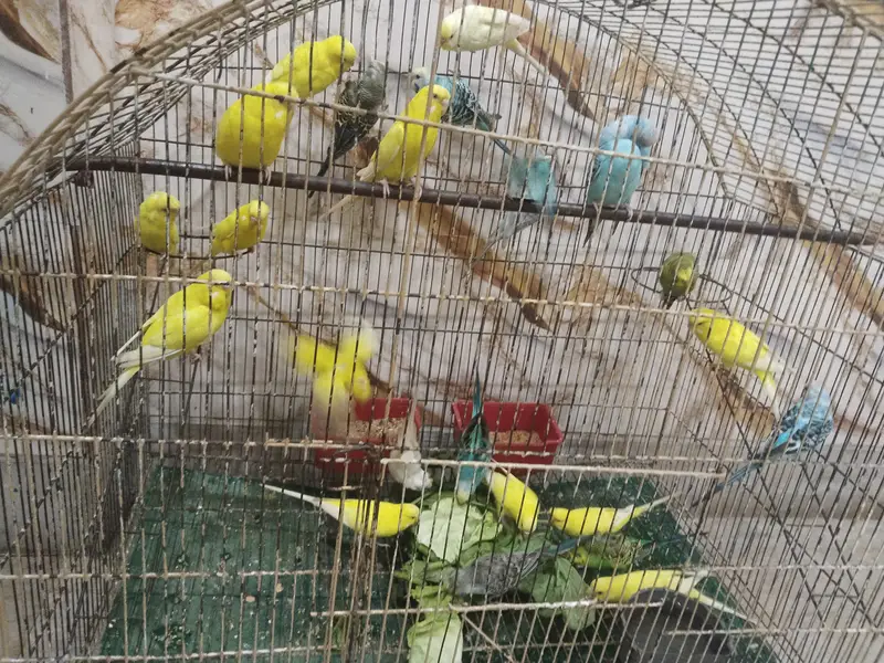 BUGGERIES PARROTS — photo 3