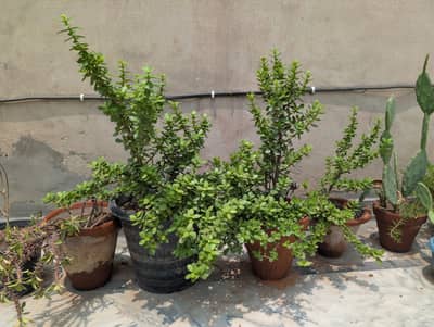 Jade plant almost 2 and 1.25 year old  healthy plant