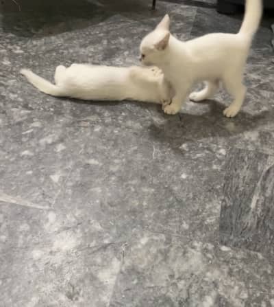 Kitten pair