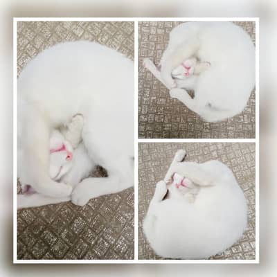1 Adult Cat with 2 Kittens for Adoption Kittens age Approx 2 Months