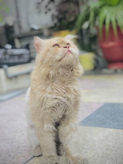 Persian