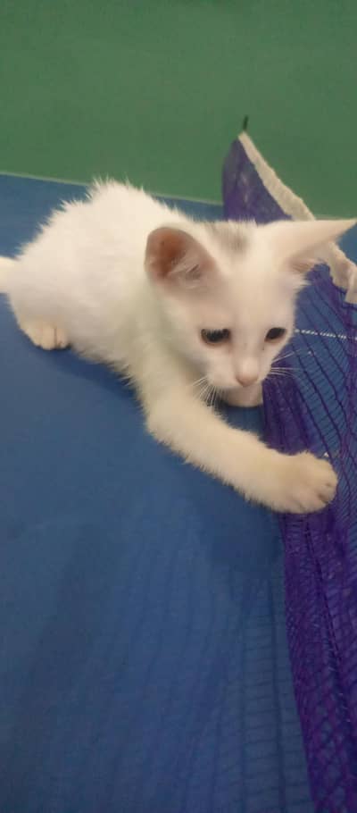 Kitten