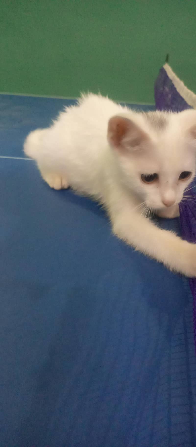 Kitten 1