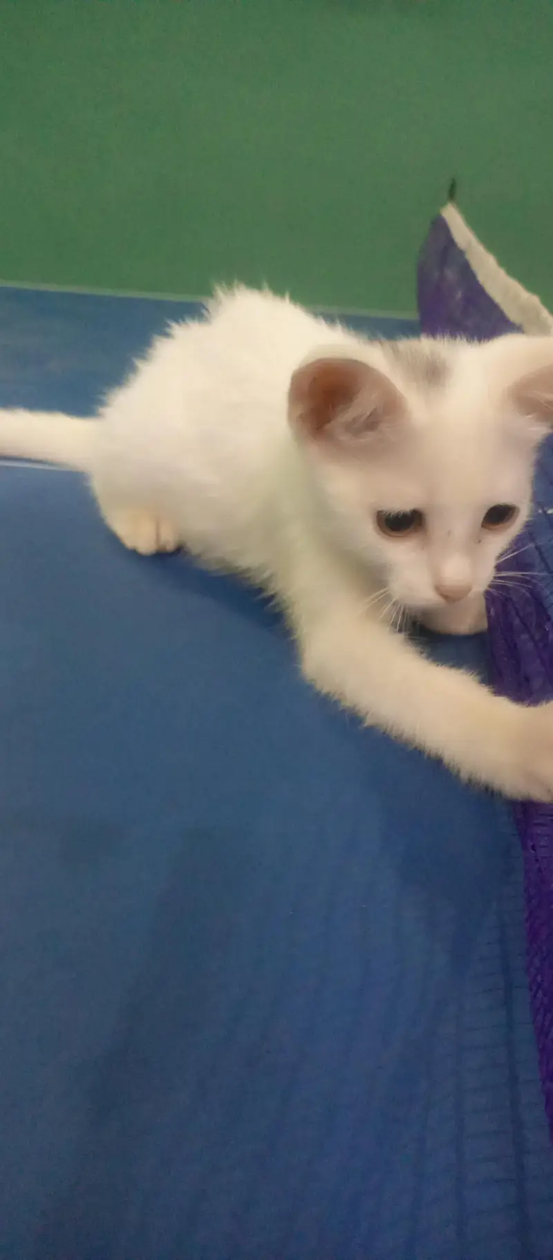 Kitten — photo 3