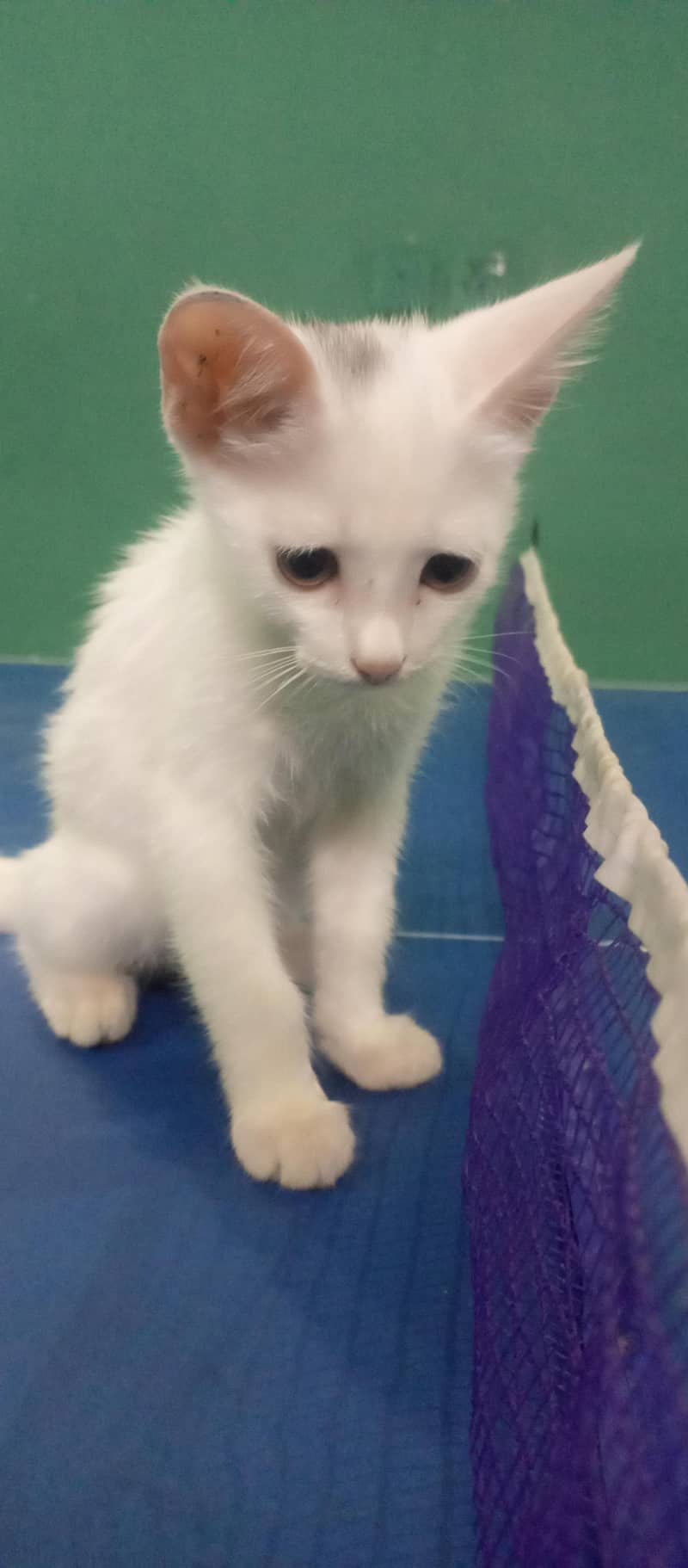 Kitten 3