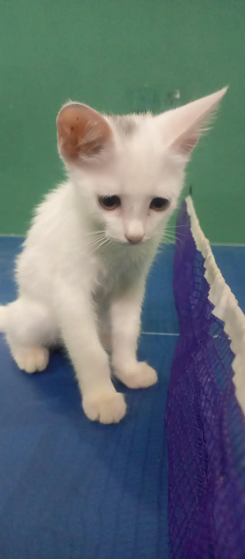 Kitten — photo 4