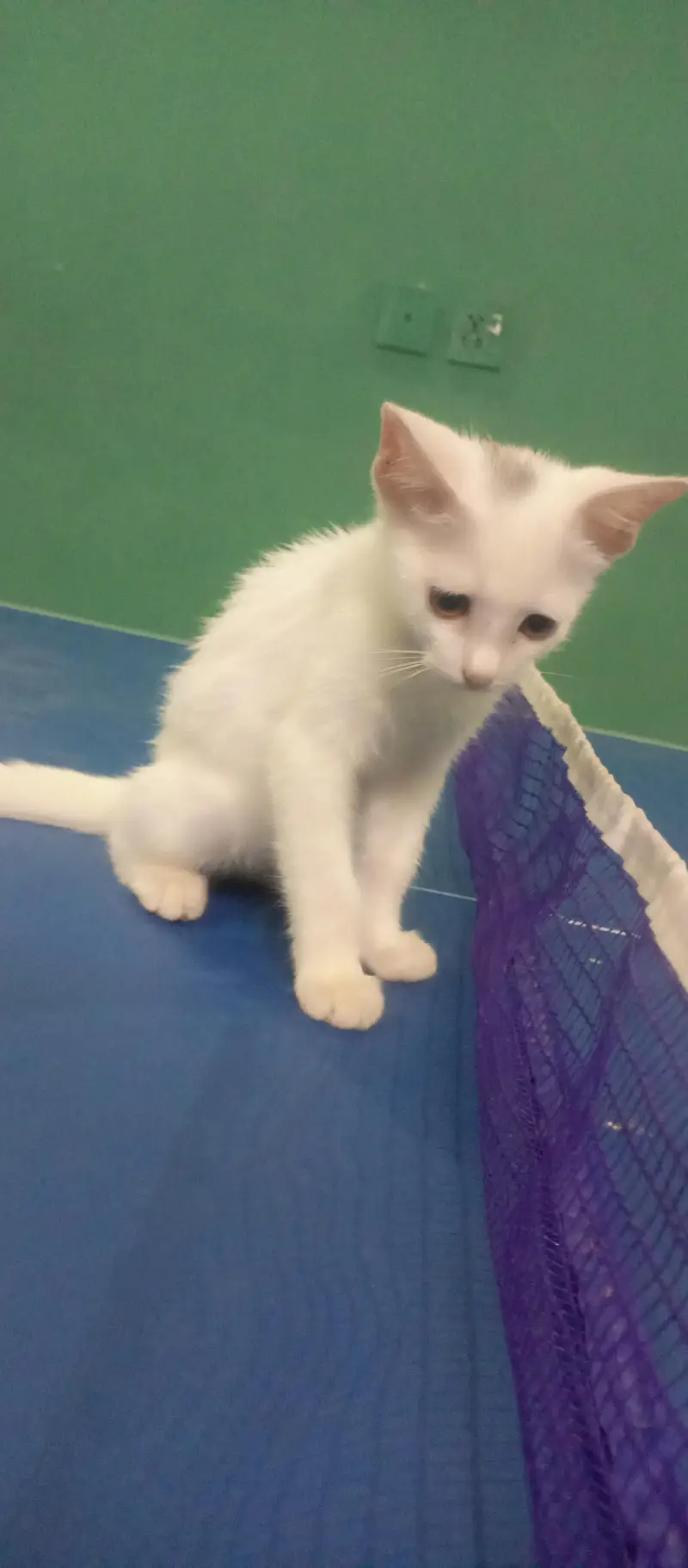 Kitten — photo 5