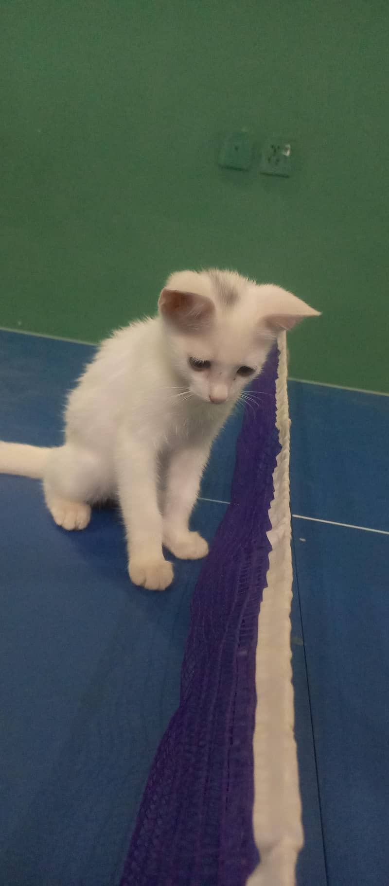Kitten 5