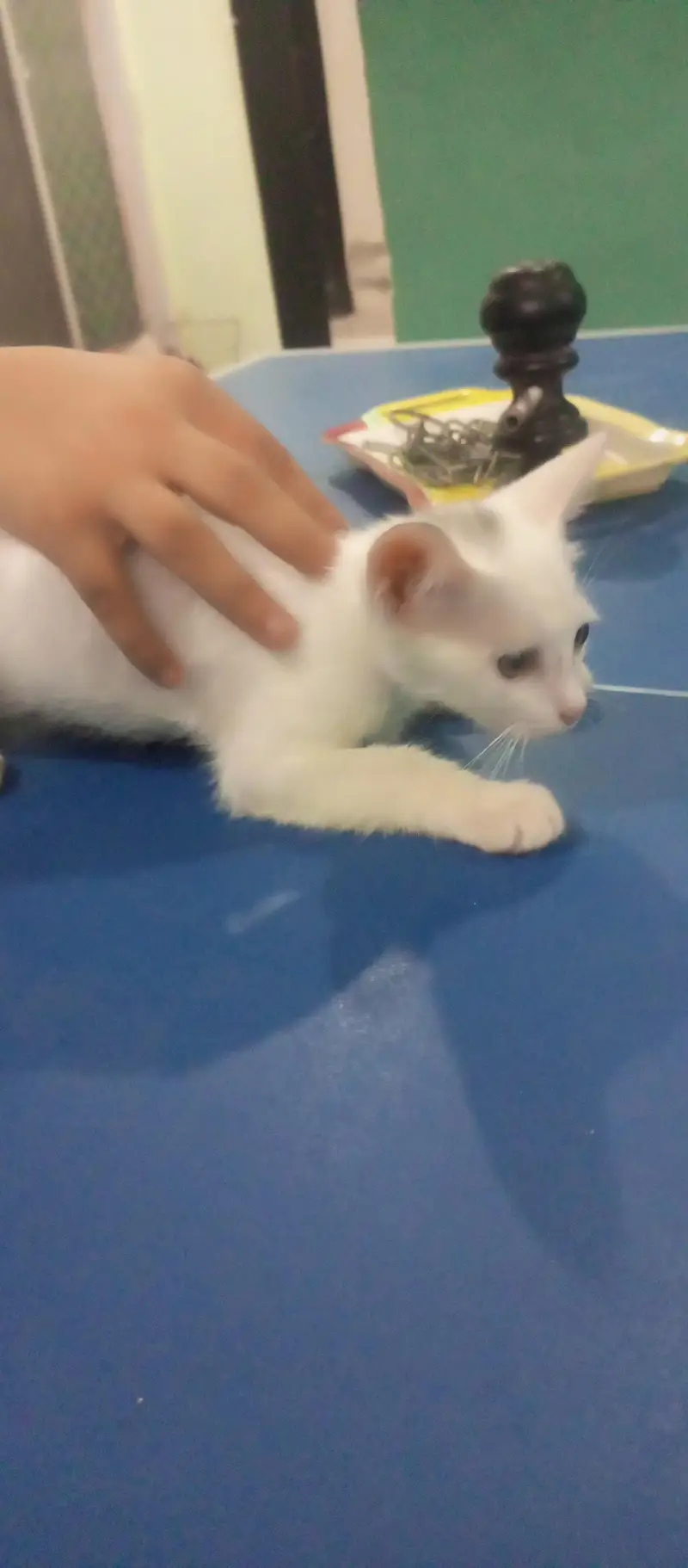 Kitten — photo 7
