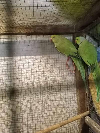 Parrot pair healthy and Active