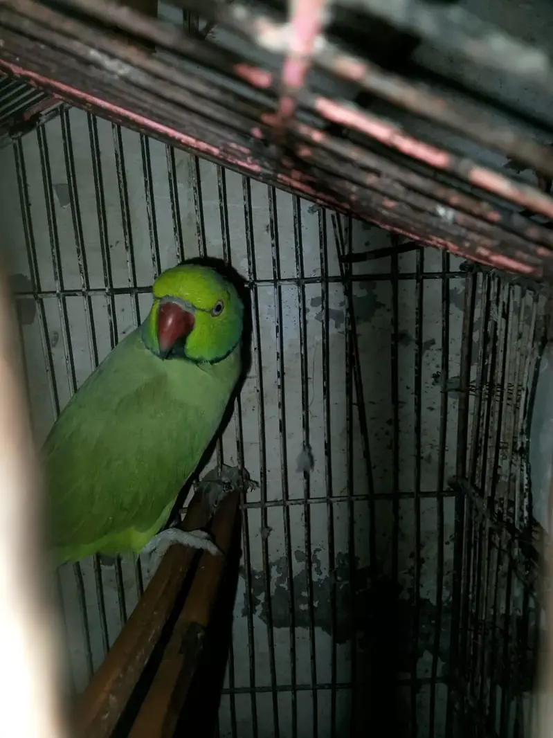 Parrot pair healthy and Active — photo 2