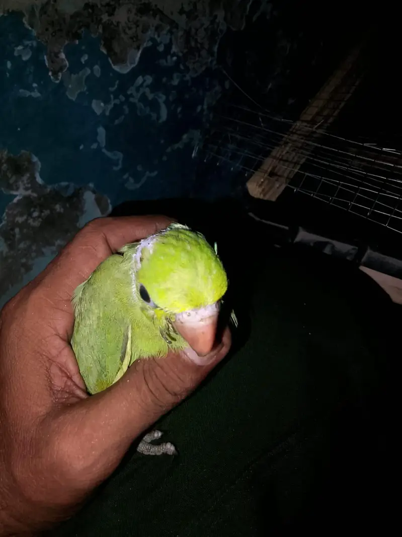 Parrot pair healthy and Active — photo 3
