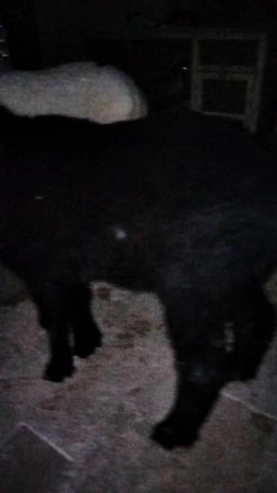 dumba sheep bakra goat mundra kajla larkana abluck gulabi baby sheep