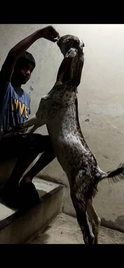 dasi makhi cheeni bakri path